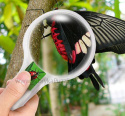 Siatka na motyle - Zestaw entomologa do łapania owadów