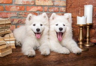 PUZZLE 1000 EL. SAMOYED PUPPIES SAY HELLO CASTORLAND C-105137 CASTOR