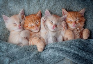 PUZZLE 1000 EL. THE SWEETEST KITTENS CASTORLAND C-105144 CASTOR