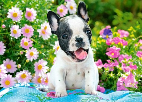 PUZZLE 70 ELEMENTW FRENCH BULLDOG PUPPY CASTORLAND B-070152 CASTOR